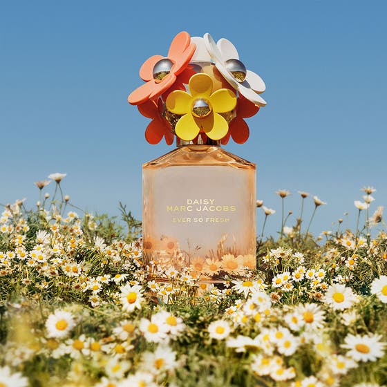 Daisy Ever So Fresh